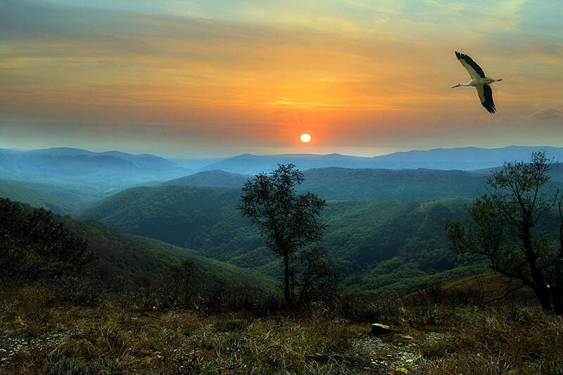 Stork Flying over Hills