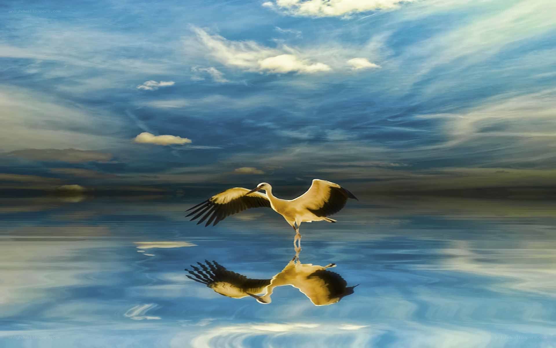 Stork flying over water