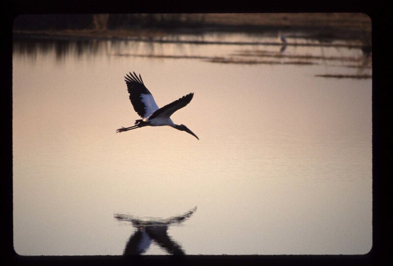 Stork flying over water