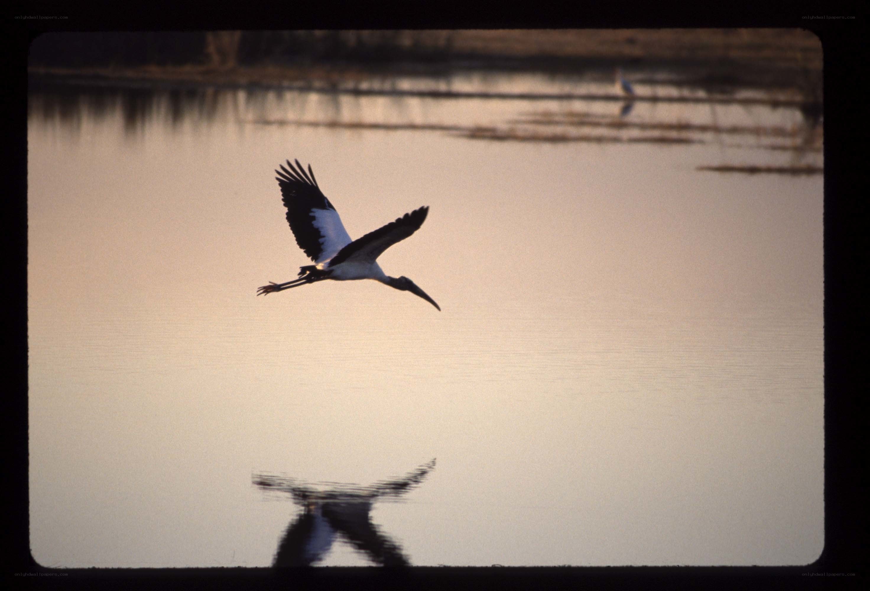 Stork flying over water