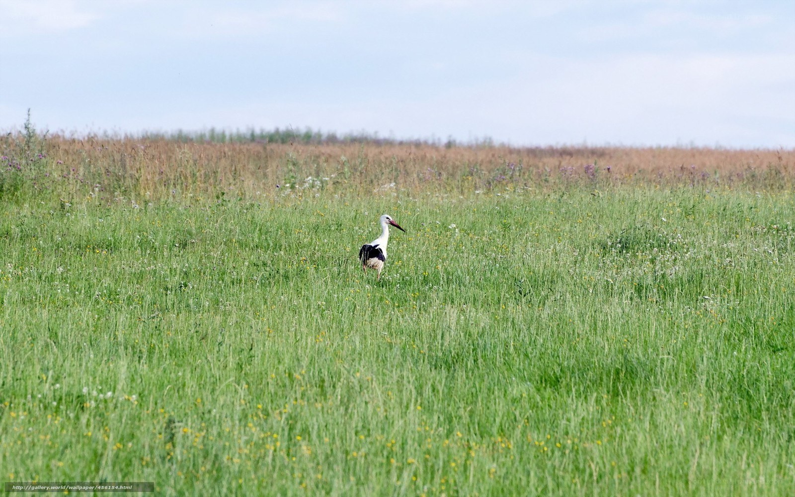 Stork in a grassy field