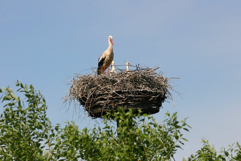 Stork in a nest