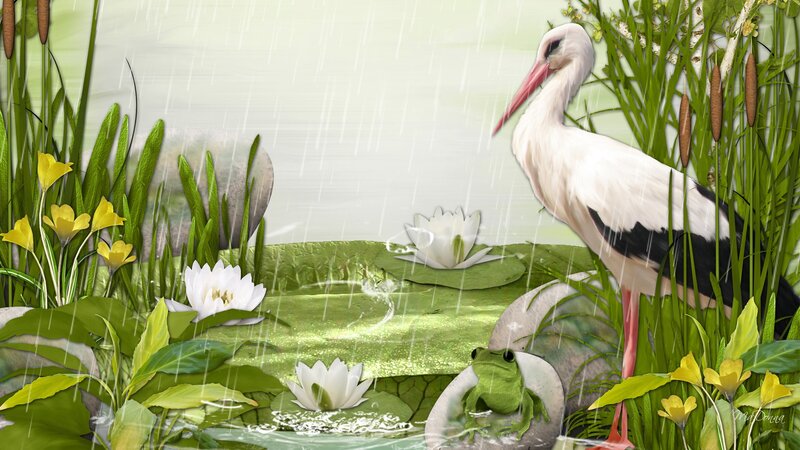 Stork in a Pond