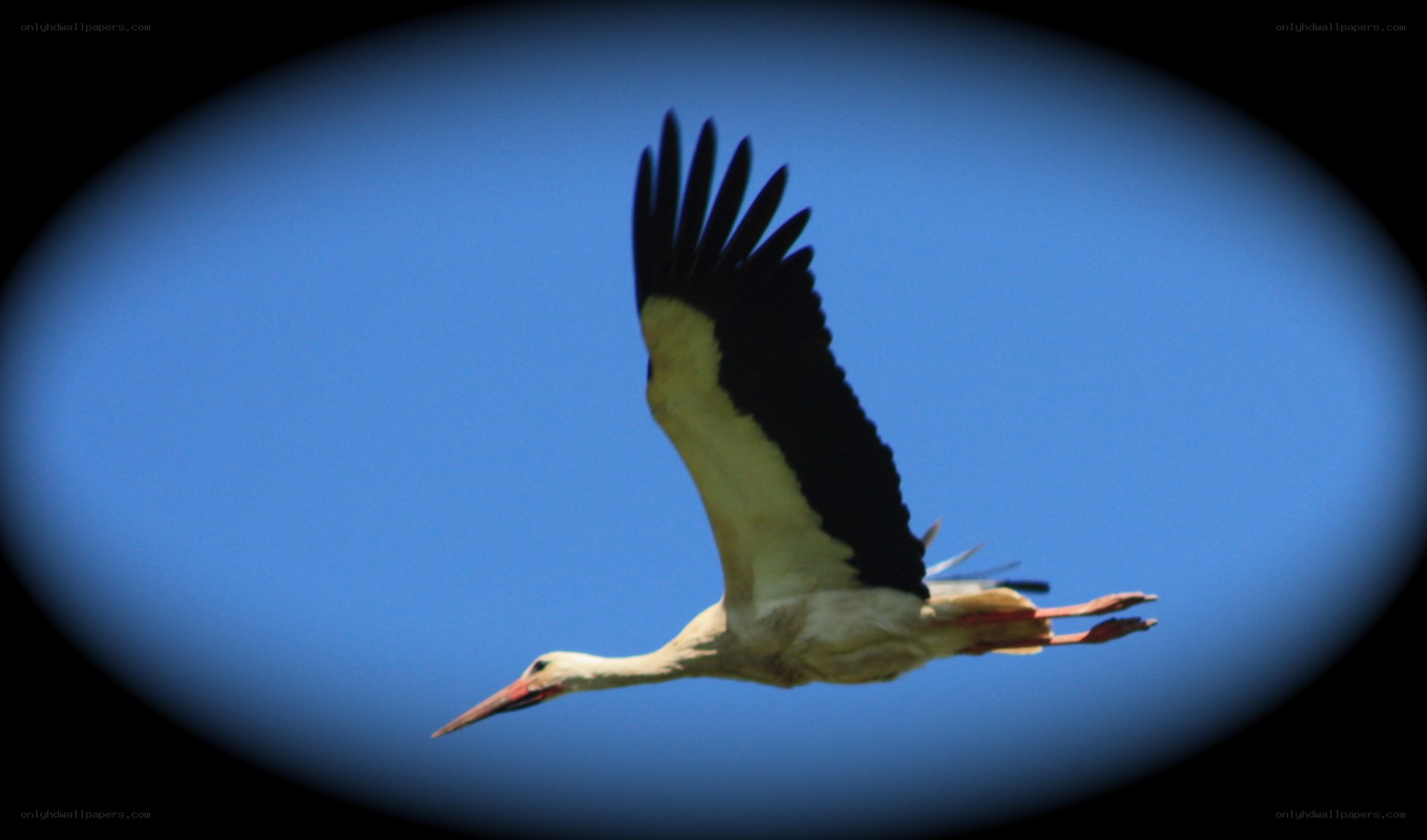 stork in flight against blue sky