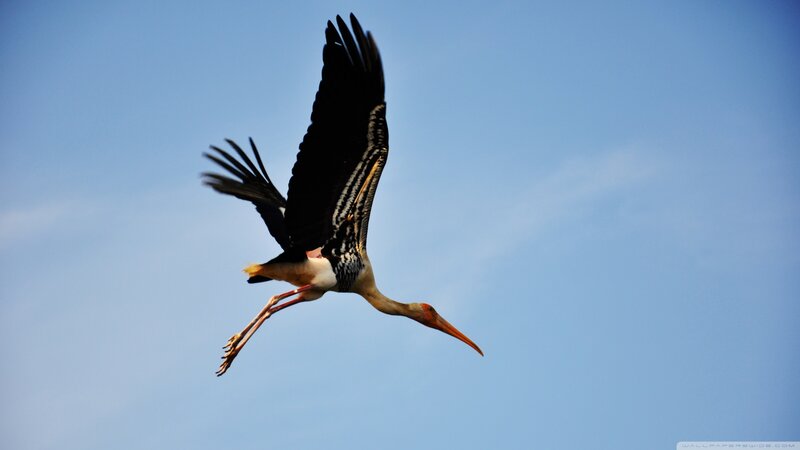 Stork in Flight — Blue