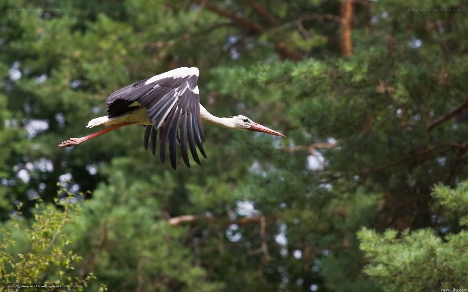 stork in flight over trees