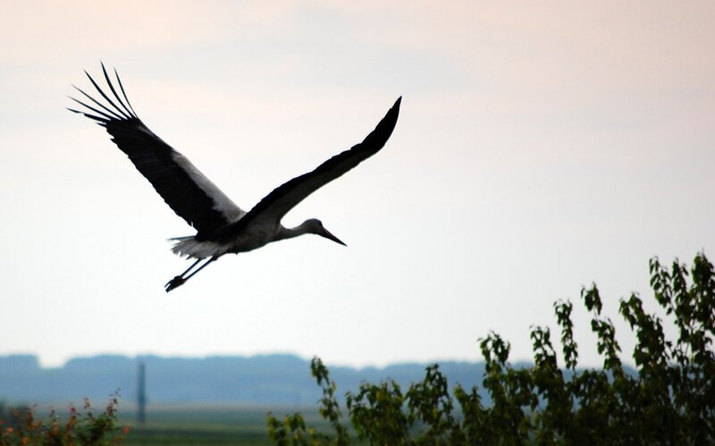 stork in flight silhouette