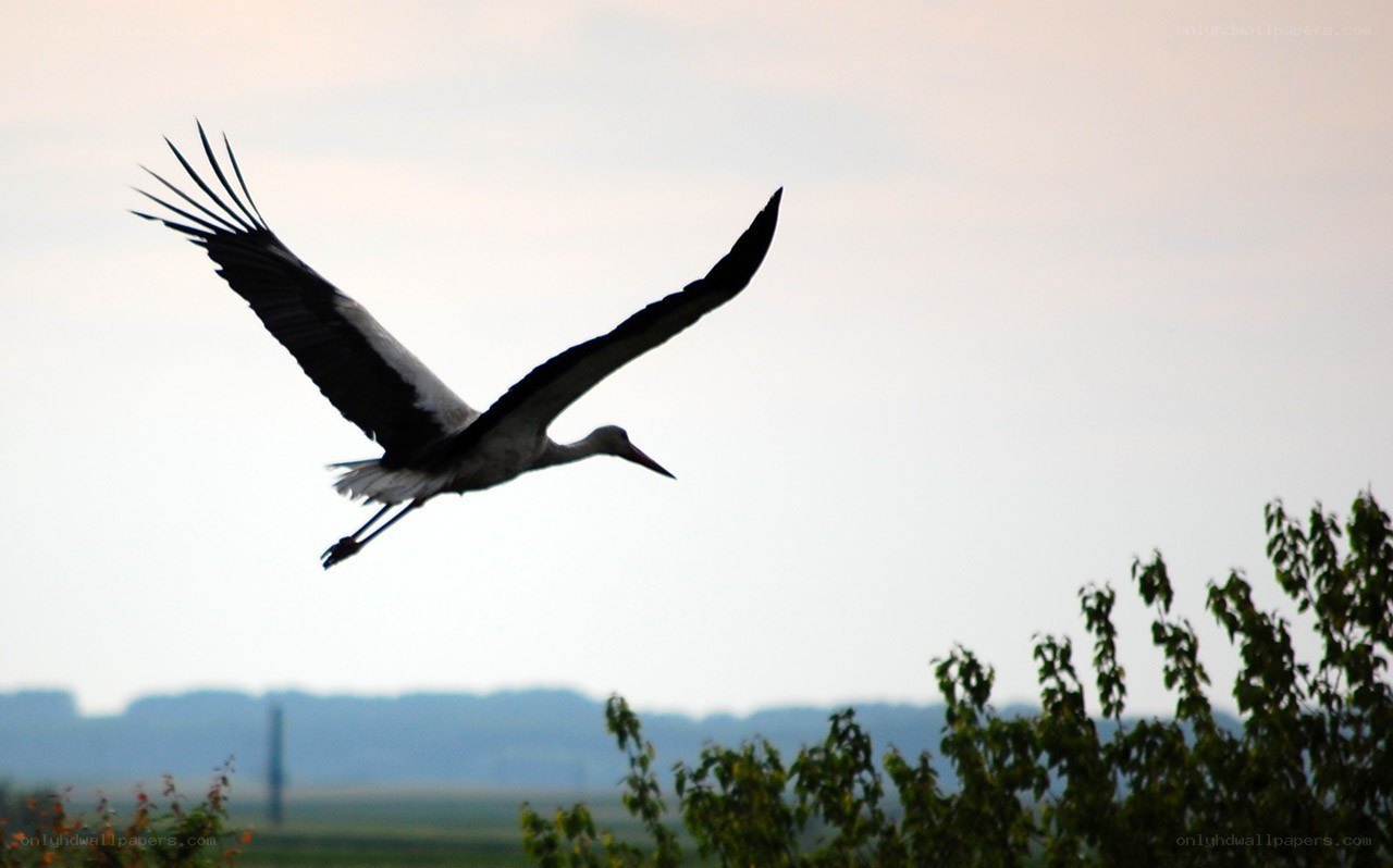 stork in flight silhouette