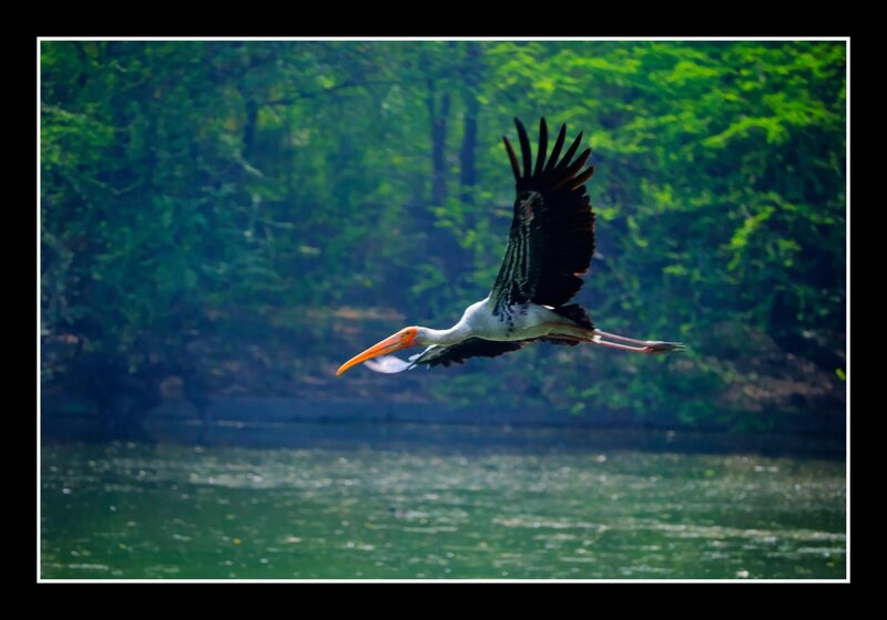 Stork in Flight