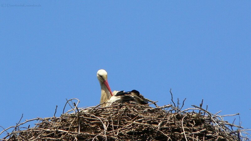Stork in its nest