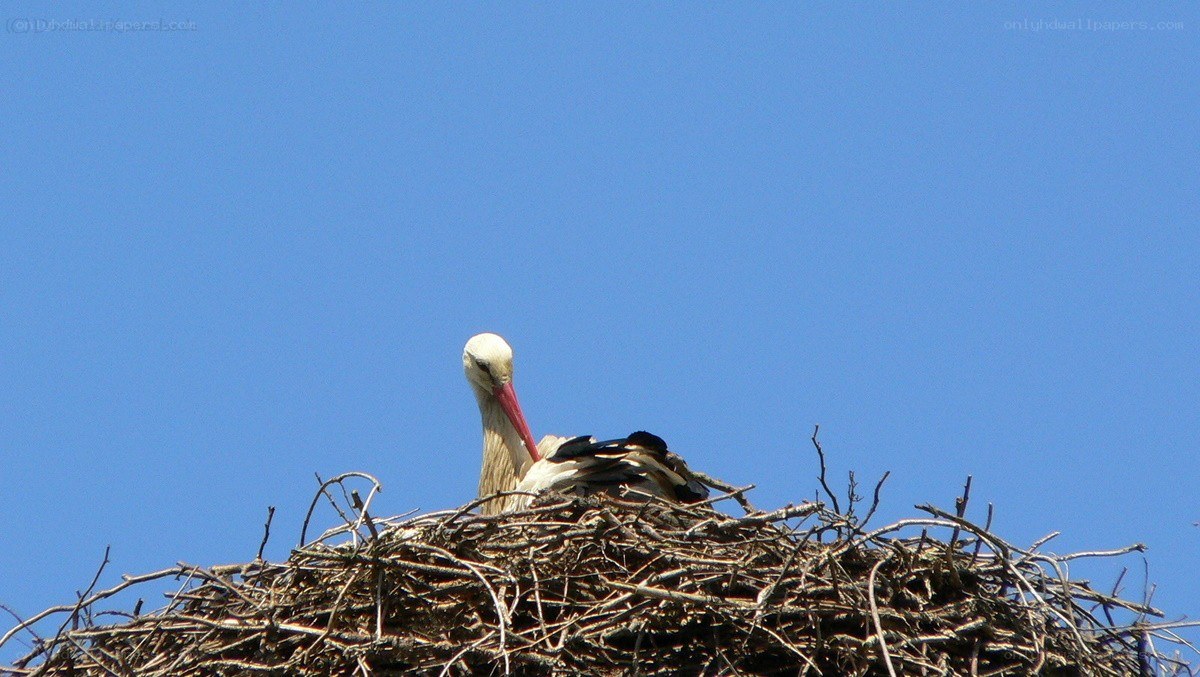 Stork in its nest
