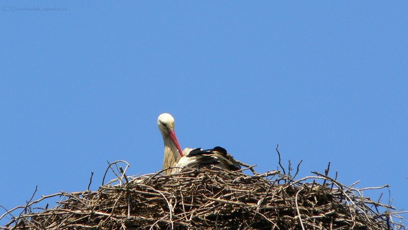 Stork in its nest