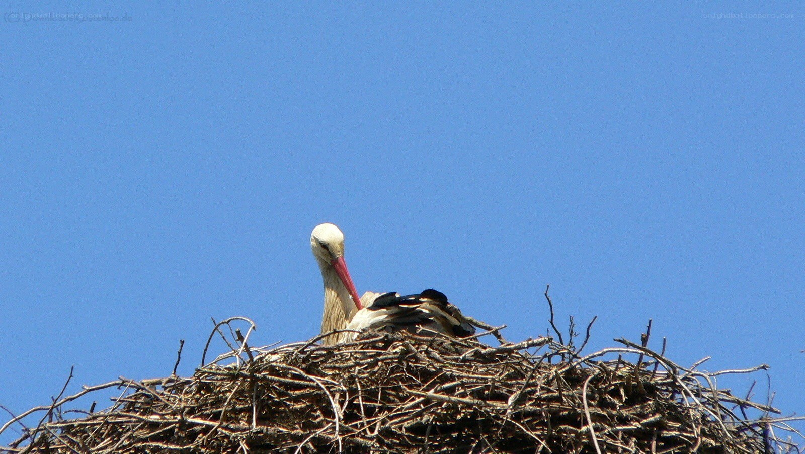 Stork in its nest