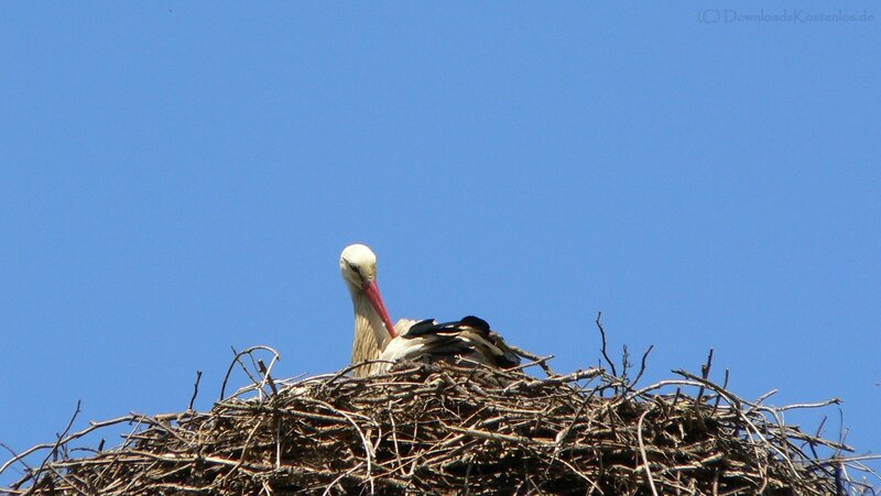 Stork in its nest