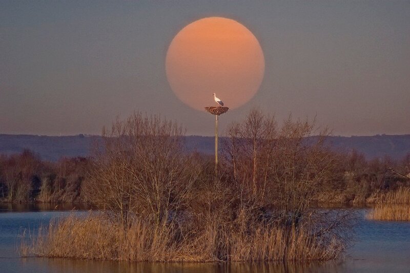 Stork in Nest at Sunset