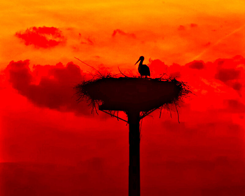 Stork in Nest — Red