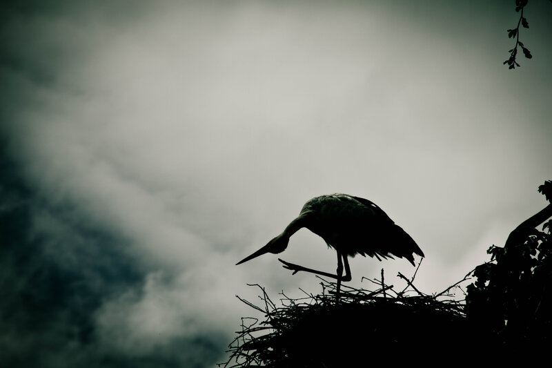 Stork in Nest