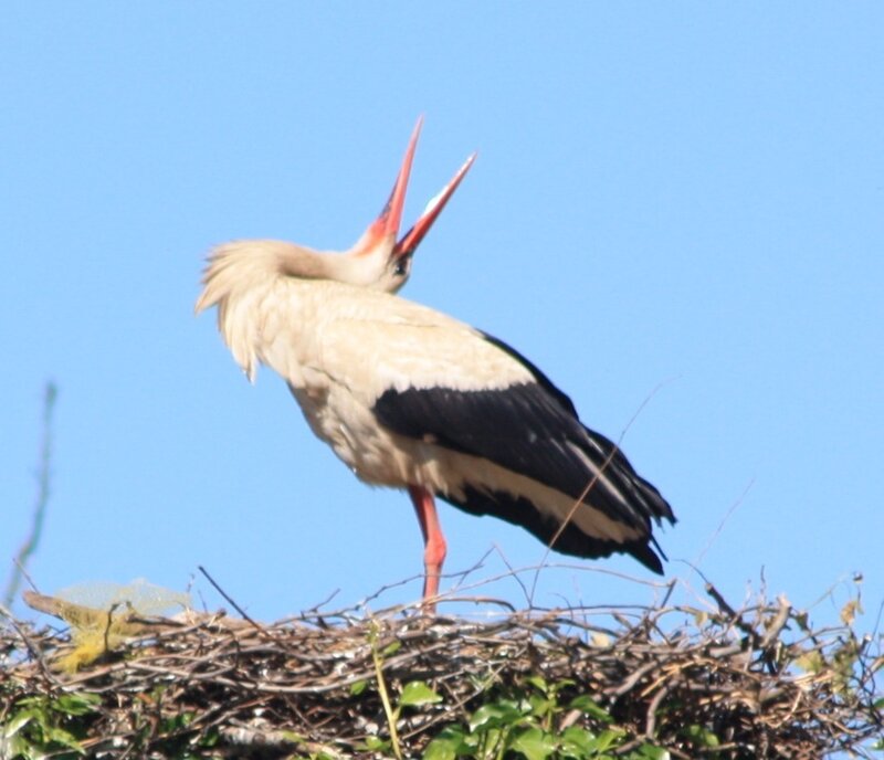 Stork in nest with open beak