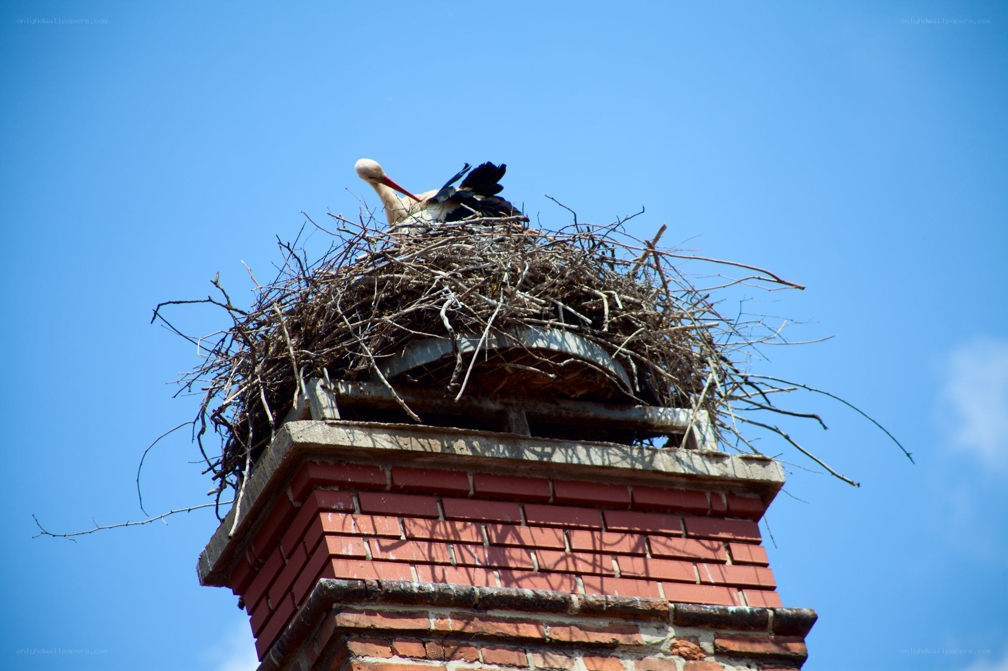 Stork nest on a chimney