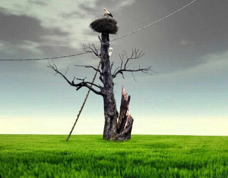 Stork Nest on Dead Tree