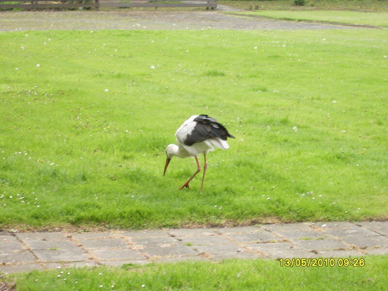 Stork on a grassy field