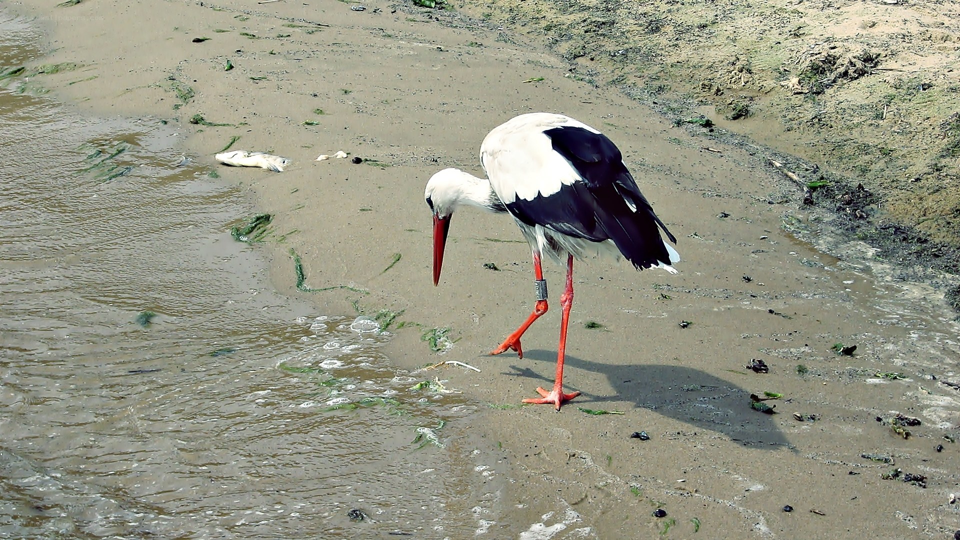 Stork on a muddy shore