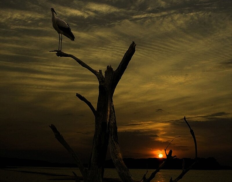 Stork on Dead Tree