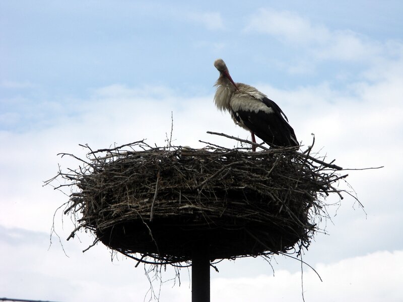 Stork on Nest