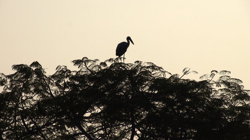 Stork on Tree Top