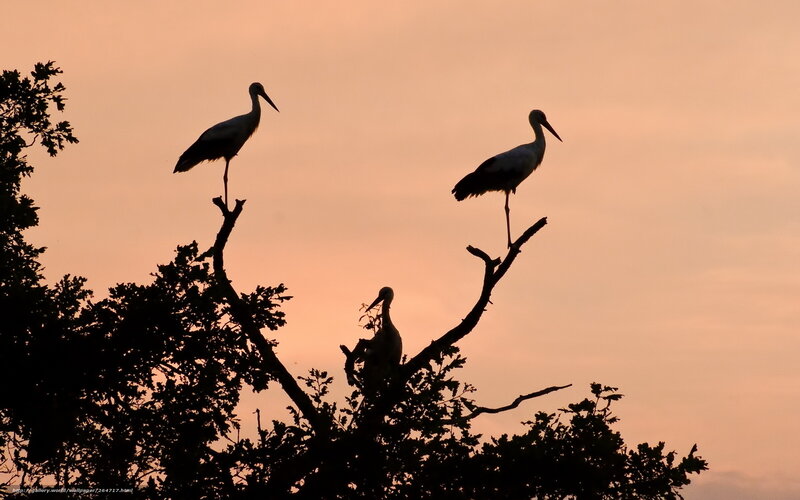 Storks at sunset in a tree