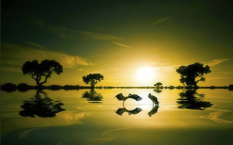 Storks at sunset on calm water
