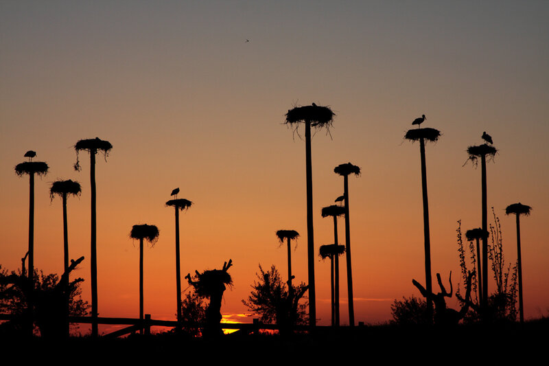Storks at sunset on poles
