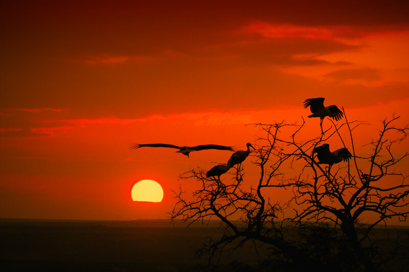 Storks at Sunset — Orange