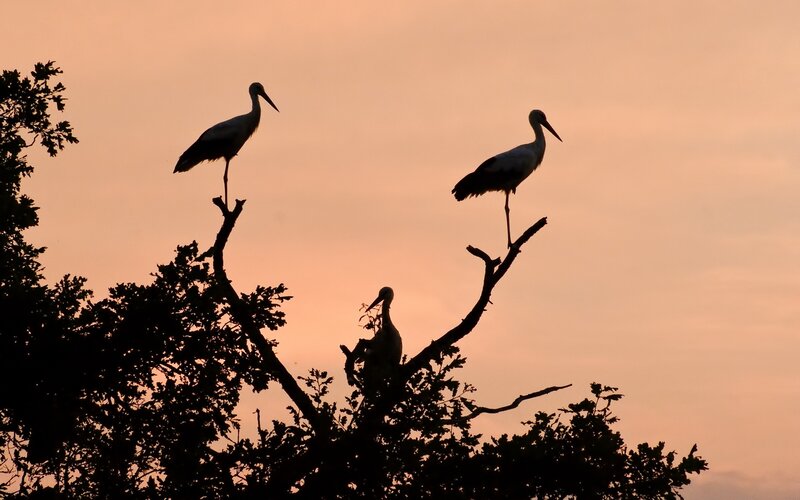 Storks at sunset