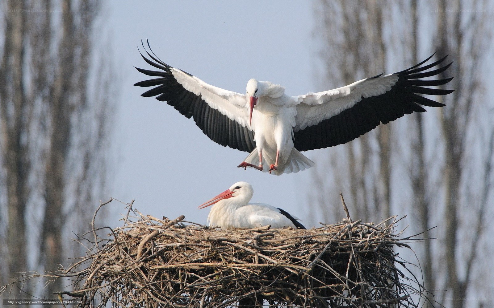 Storks at their nest