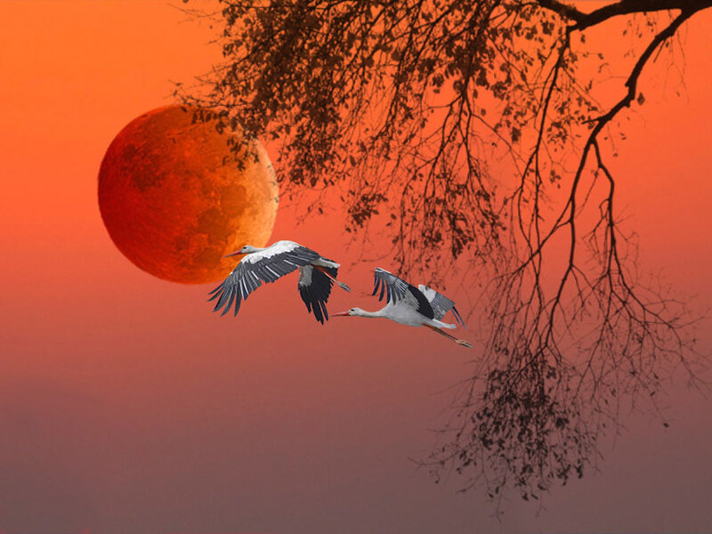 Storks flying at sunset