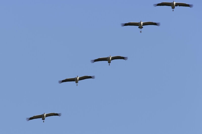 Storks flying in formation
