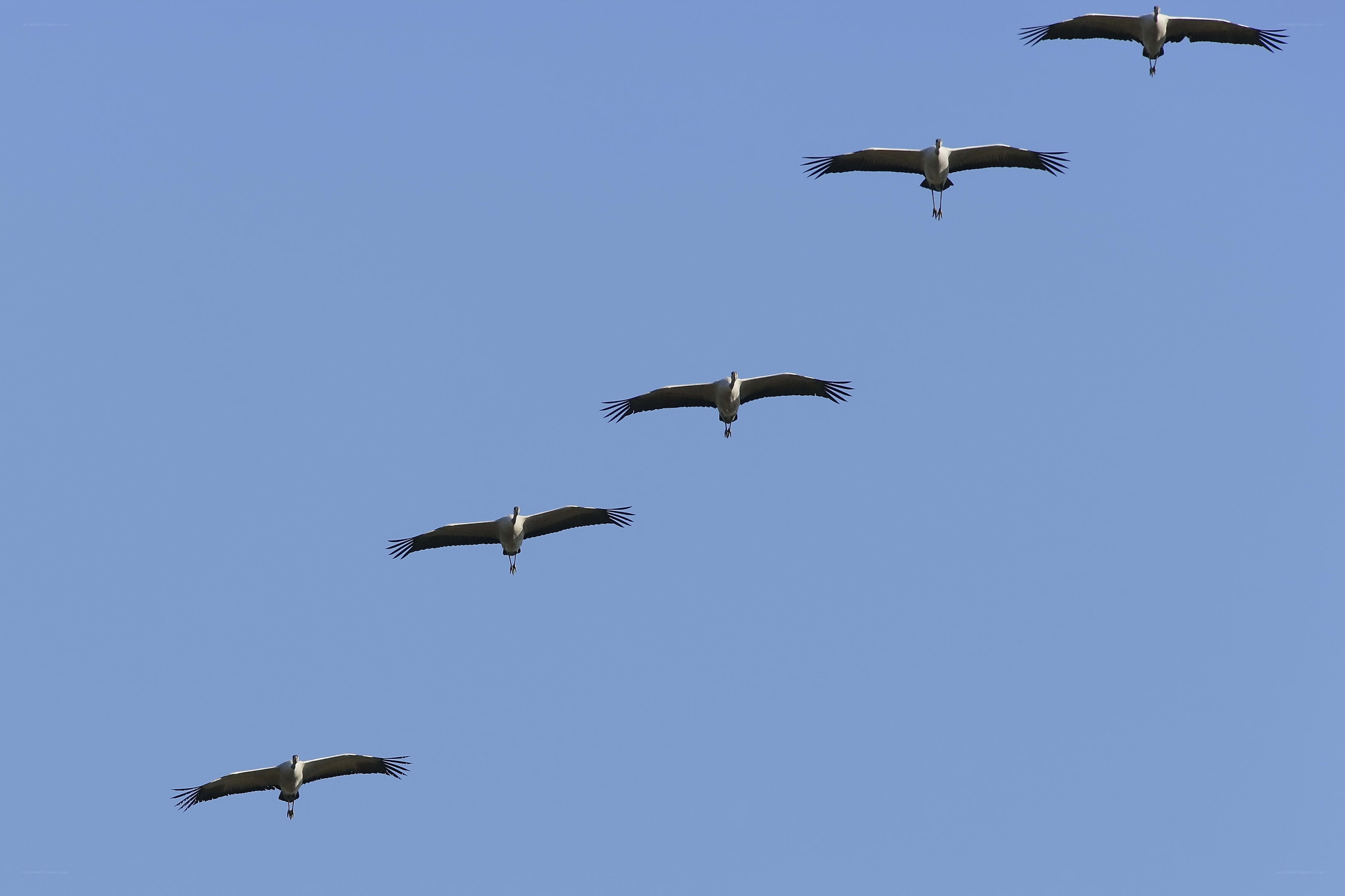 Storks flying in formation
