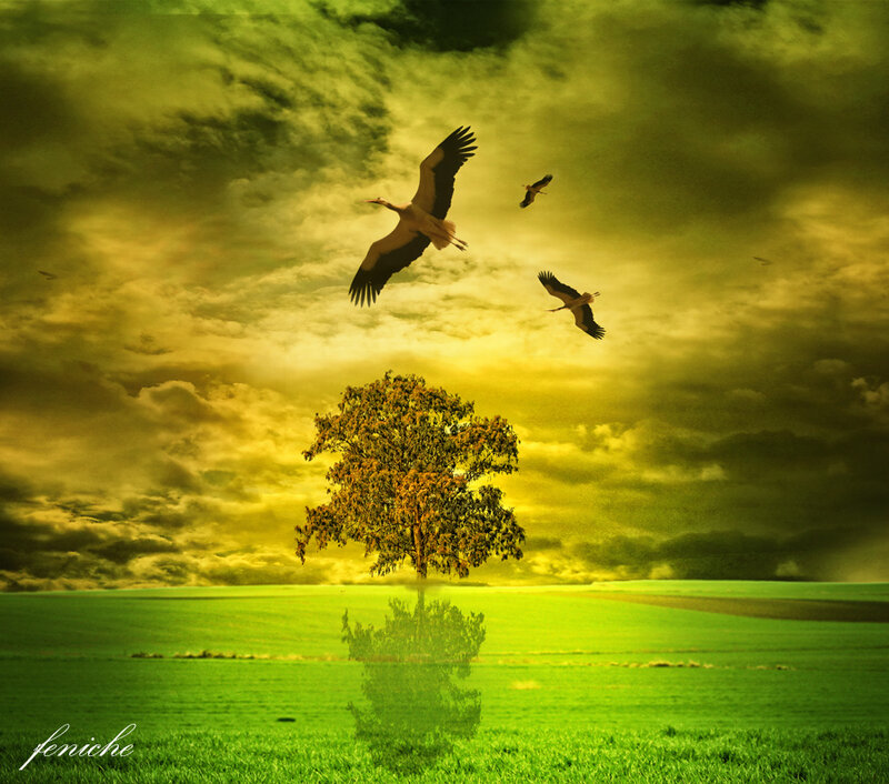 Storks Flying over Tree
