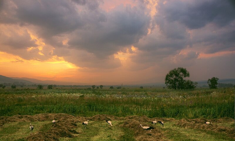 Storks in a Field