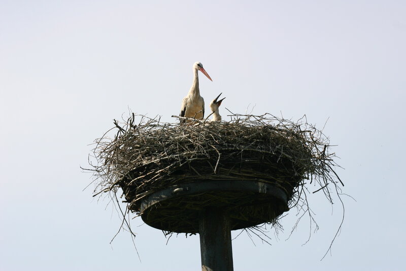 Storks in a nest