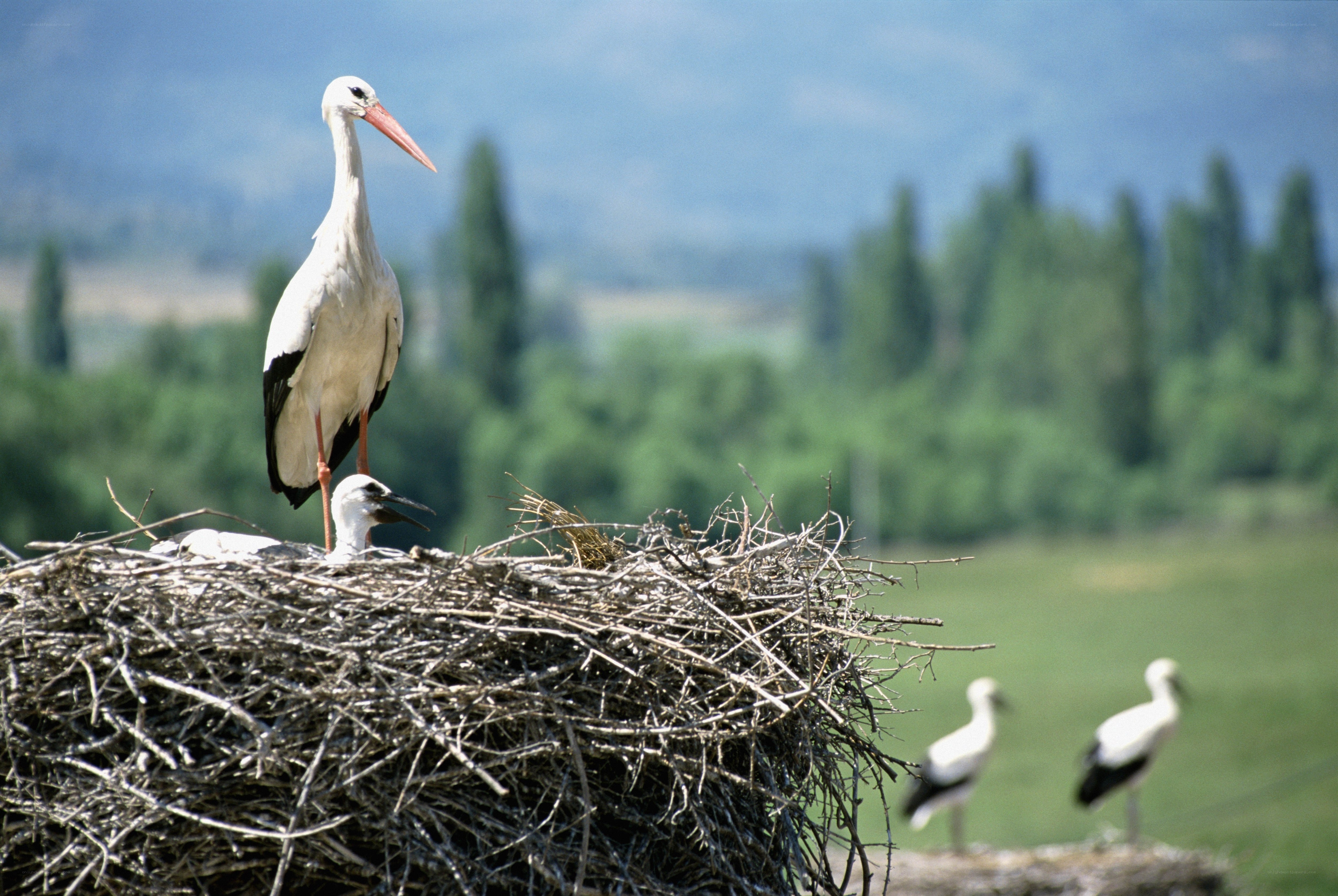 Storks in a nest with chicks