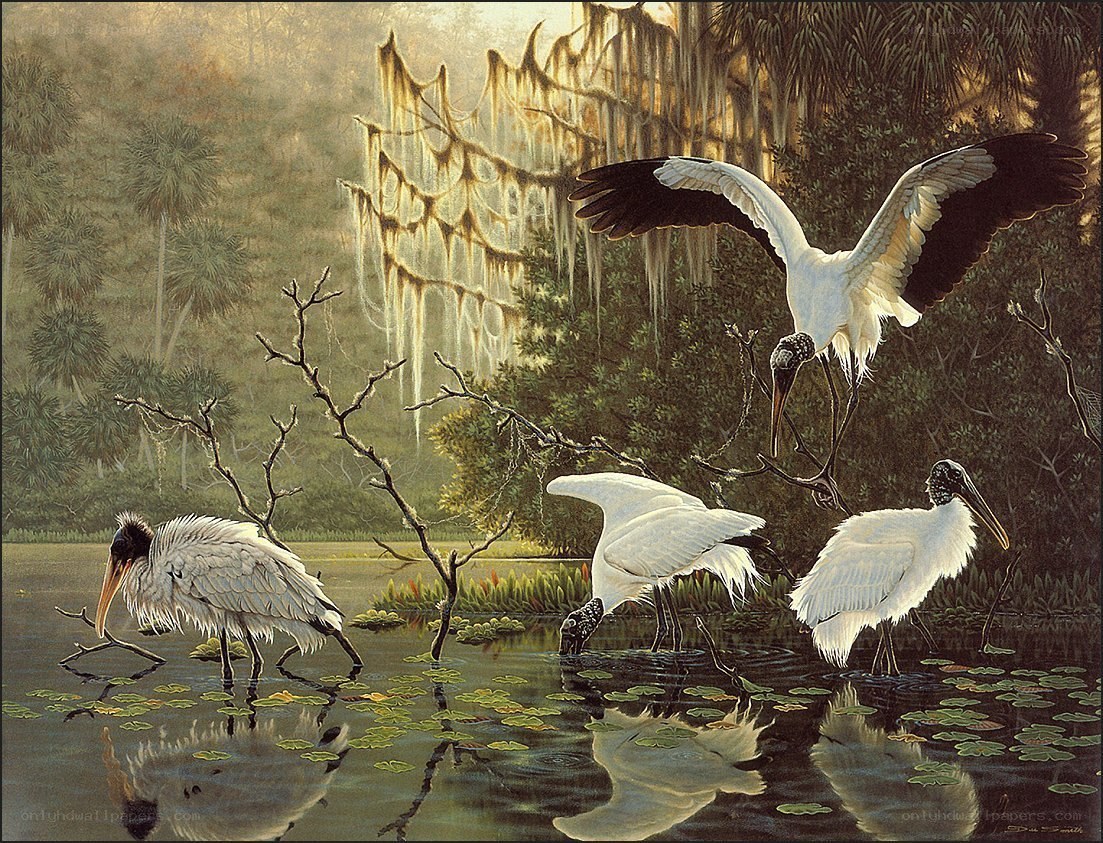 Storks in a swamp at dawn