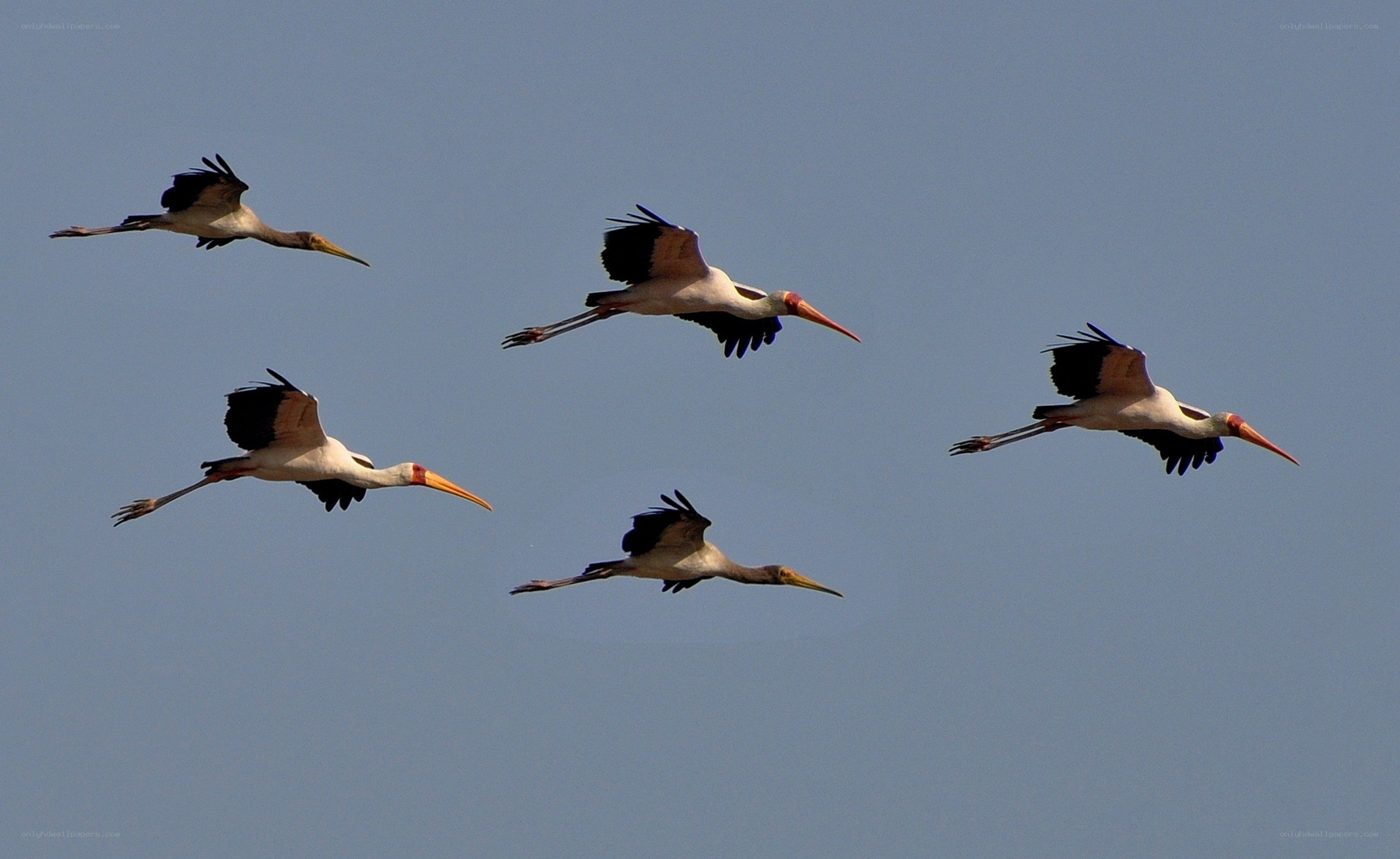 storks in flight