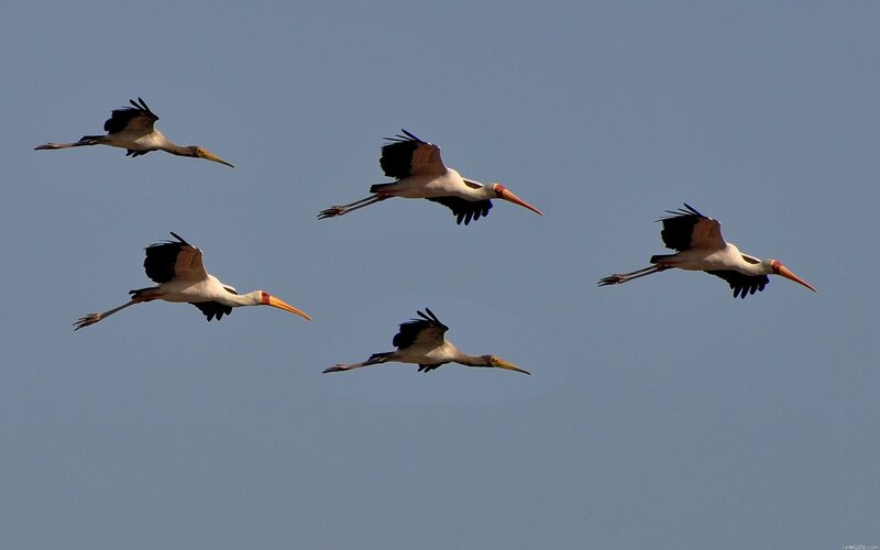 Storks in flight