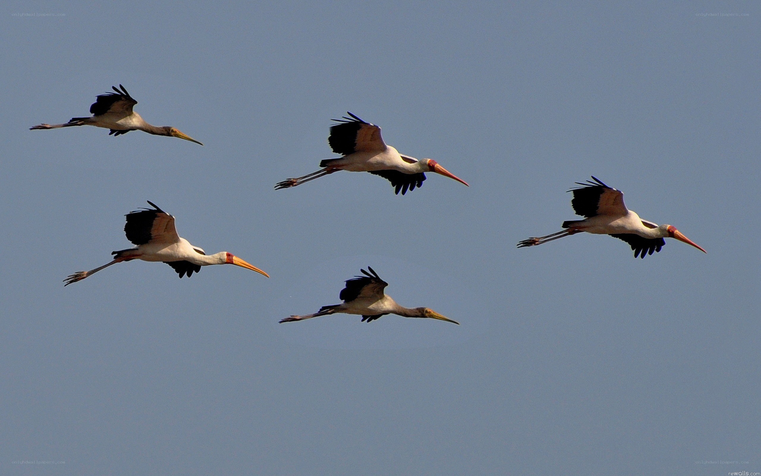 Storks in flight
