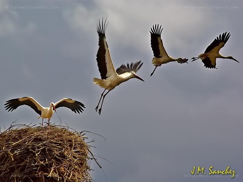 Storks in flight and on nest