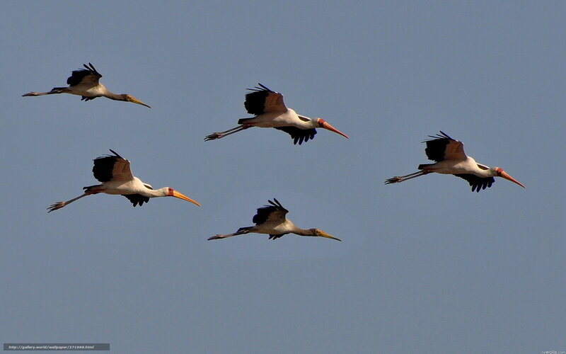 storks in flight