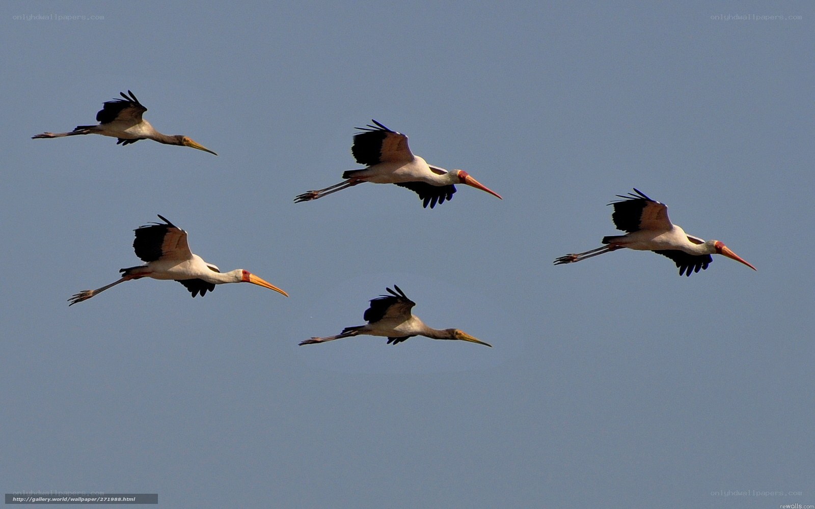 storks in flight