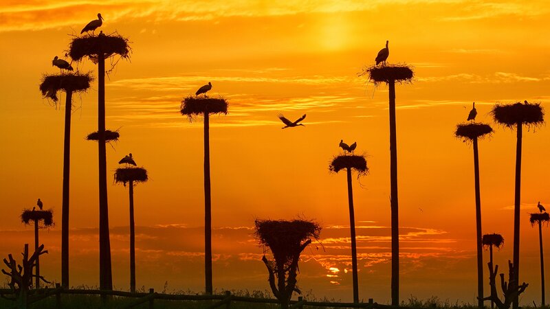 Storks in Nests